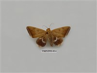 藏品(夜蛾320)的圖片